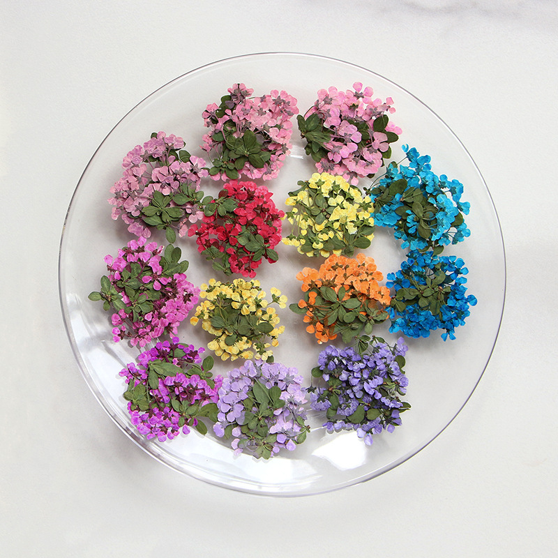 2-3cm/12개, 압축된 작은 꽃, 도매 꽃잎 DIY - Supply For Florist 리뷰 및 가격