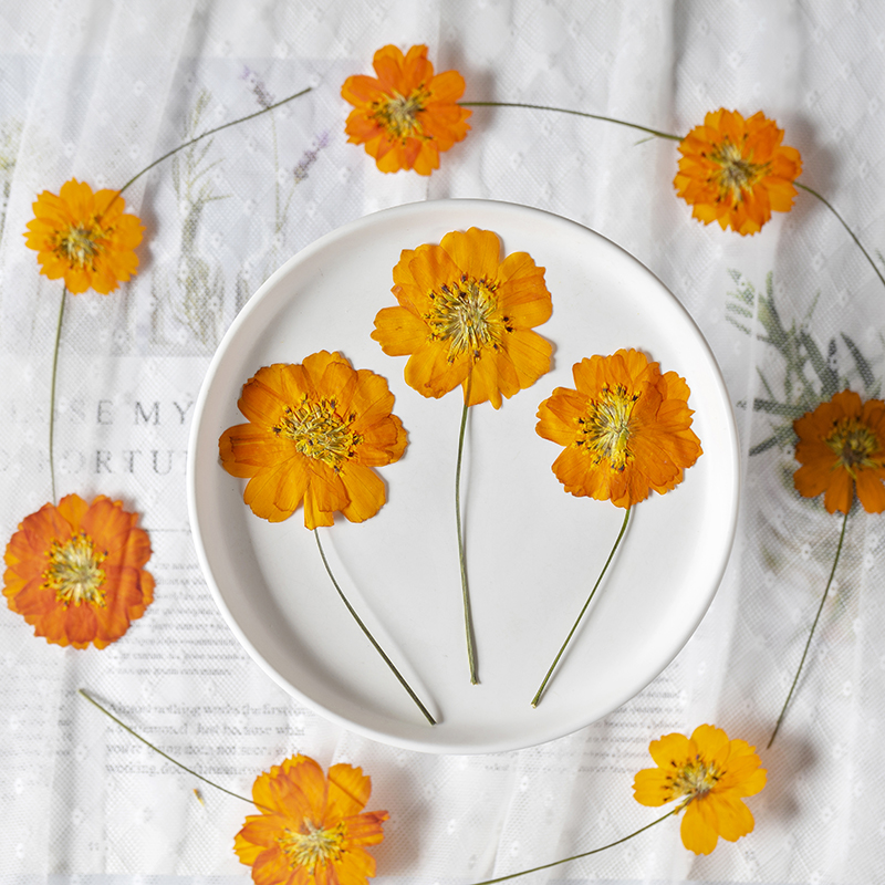 8-10cm/24개, 자연 건조된 코스모스 설퍼루스 작 - Supply For Florist 리뷰 및 가격